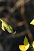 Crotalaria spectabilis, flowers