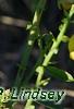 Crotalaria spectabilis, flowers