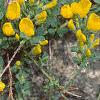 Cytisus decumbens, habit