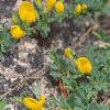 Cytisus decumbens, habit