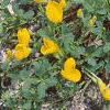 Cytisus decumbens, habit