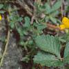 Cytisus decumbens, habit
