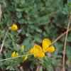 Cytisus decumbens, habit