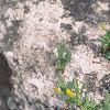 Cytisus decumbens, habit
