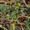 Cytisus decumbens, flowers