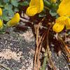 Cytisus decumbens, flowers
