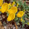Cytisus decumbens, flowers