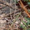 Cytisus decumbens, flowers
