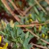 Cytisus decumbens, flowers