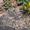 Cytisus decumbens, flowers