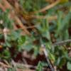 Cytisus decumbens, flowers