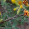Cytisus hirsutus, flowers