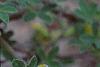 Cytisus hirsutus, flowers