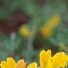 Cytisus hirsutus, flowers