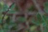 Cytisus hirsutus, flowers