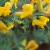 Cytisus hirsutus, flowers