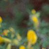 Cytisus hirsutus, flowers