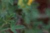 Cytisus hirsutus, flowers