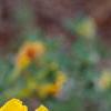 Cytisus hirsutus, flowers