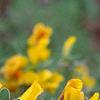 Cytisus hirsutus, flowers