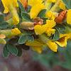 Cytisus hirsutus, flowers