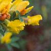 Cytisus hirsutus, flowers