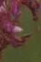 Desmodium canadense, flowers