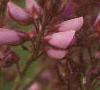 Desmodium canadense, flowers