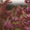 Desmodium canadense, flowers