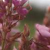 Desmodium canadense, flowers