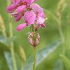 Desmodium canadense, flowers