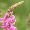 Desmodium canadense, flowers