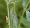 Desmodium canadense, flowers