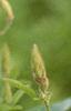 Desmodium canadense, flowers