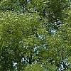 Gymnocladus dioica, habit