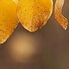 Indigofera kirilowii, fall color