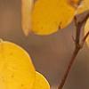 Indigofera kirilowii, fall color