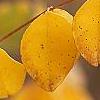 Indigofera kirilowii, fall color
