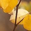 Indigofera kirilowii, fall color