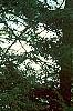 Laburnum x wateri, habit