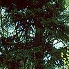 Laburnum x wateri, habit
