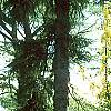 Laburnum x wateri, habit