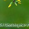 Laburnum x wateri, flowers