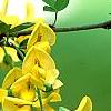 Laburnum x wateri, flowers