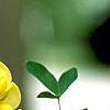 Laburnum x wateri, flowers