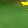 Laburnum x wateri, flowers
