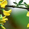 Laburnum x wateri, flowers
