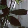 Lathyrus latifolius 'Blushing Bride', flowers