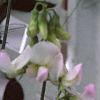 Lathyrus latifolius 'Blushing Bride', flowers
