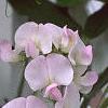 Lathyrus latifolius 'Blushing Bride', flowers